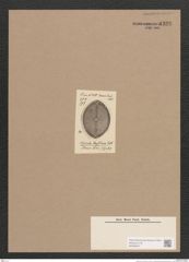 Navicula sp. (de-Toni-Nr.: Genus 1) Zeichnungen Sammlung Grunow Nr. 1328 (NHMW-BOT-W0368257)